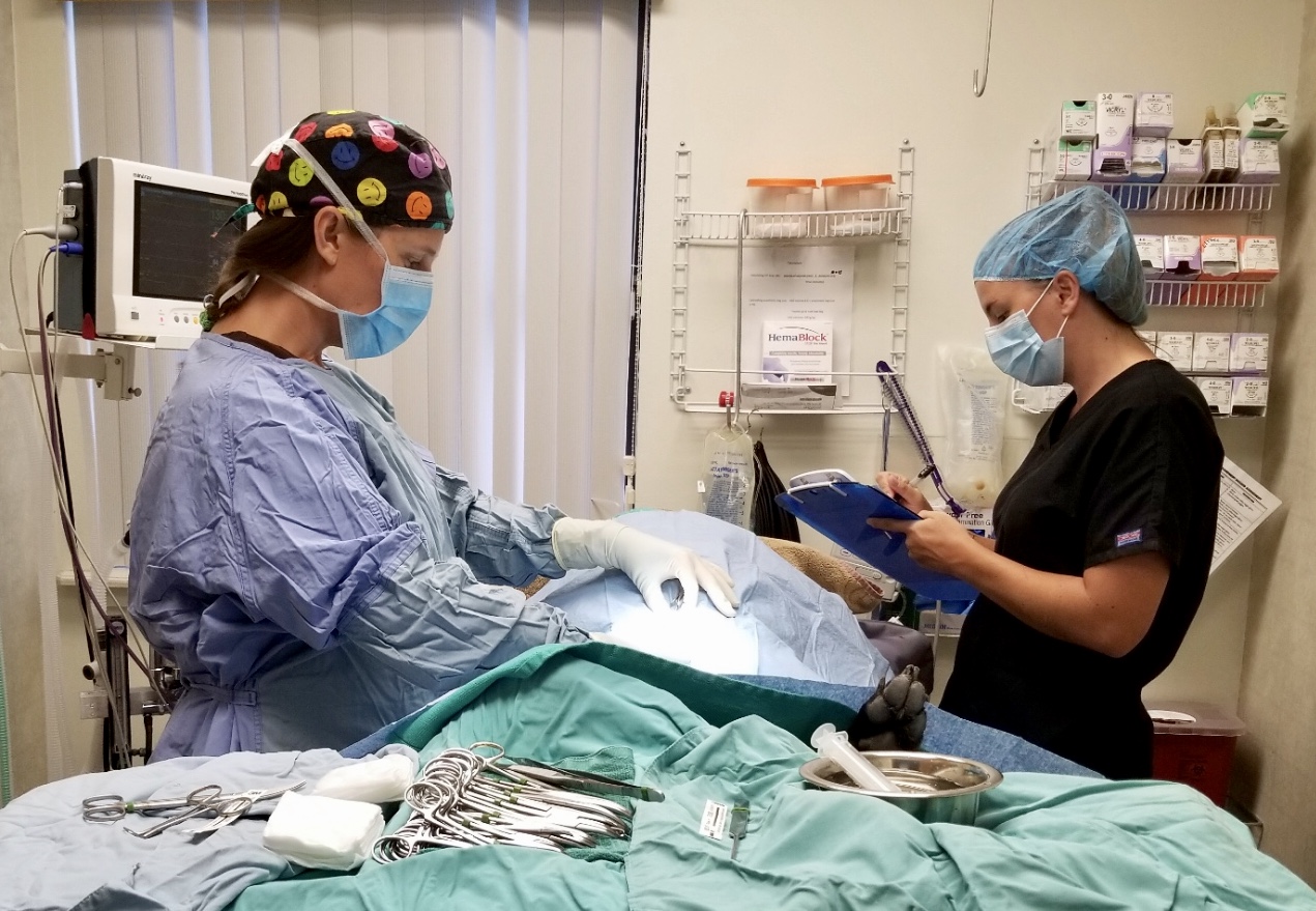 Pet Surgery in Merritt Island, FL | Courtenay Animal Hospital